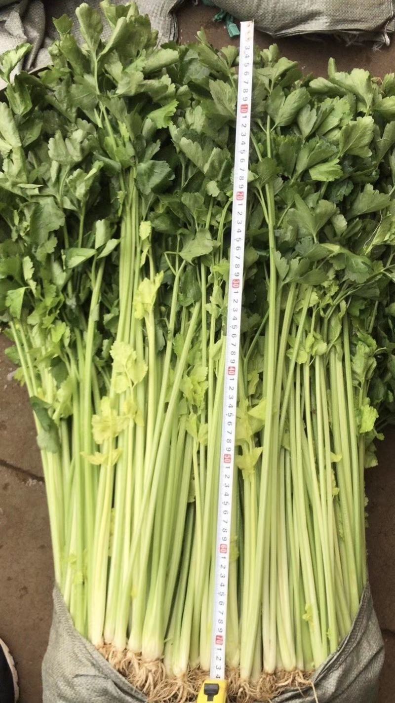 云南精品芹菜，小水芹，中芹，土芹长年有货