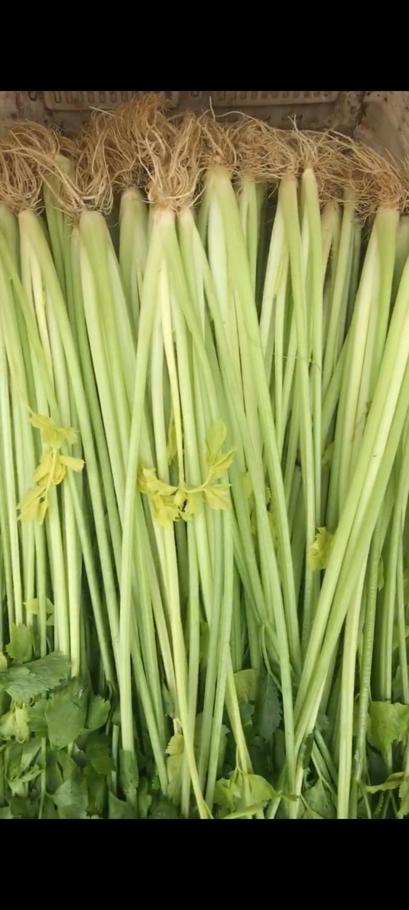 云南精品芹菜，小水芹，中芹，土芹长年有货