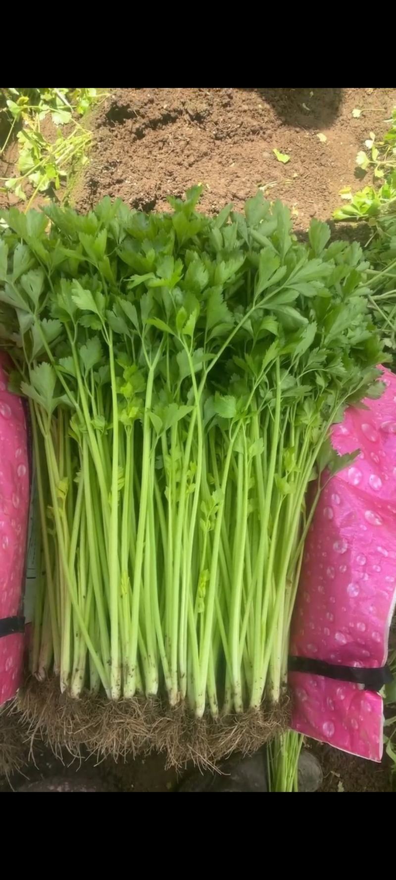 云南精品芹菜，小水芹，中芹，土芹长年有货