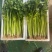 云南精品芹菜，小水芹，中芹，土芹长年有货