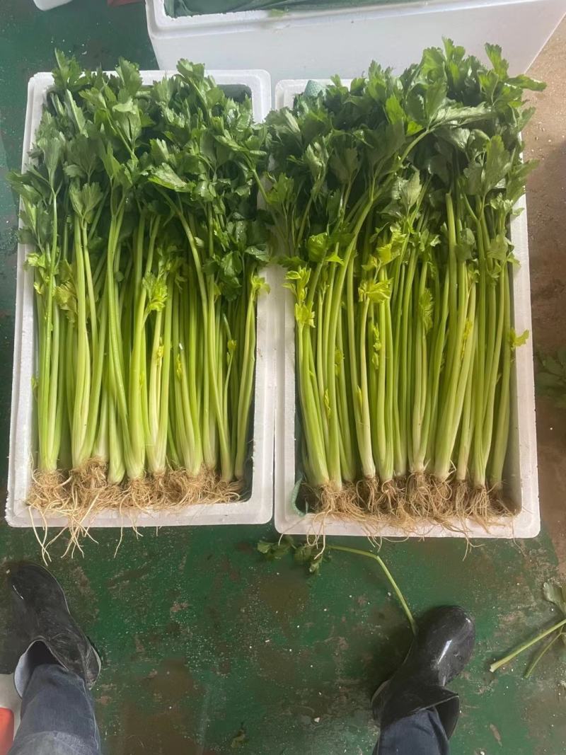 云南精品芹菜，小水芹，中芹，土芹长年有货