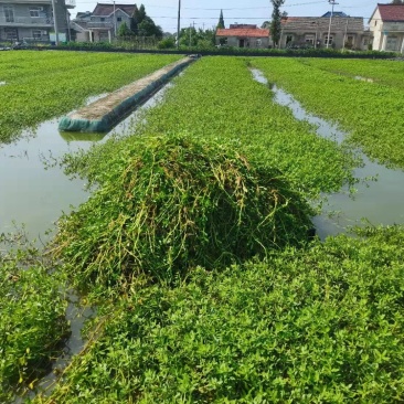 安徽宣城蟹苗中华鳌绒牌母苗