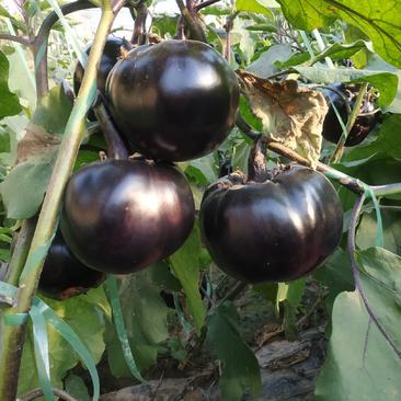 紫光园茄原产地大产区，蔬菜基地，一二三级