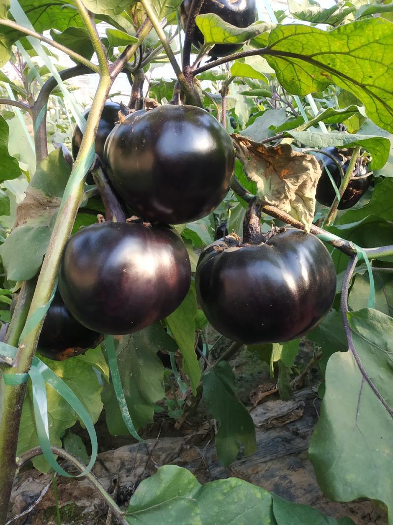 紫光园茄原产地大产区，蔬菜基地，一二三级