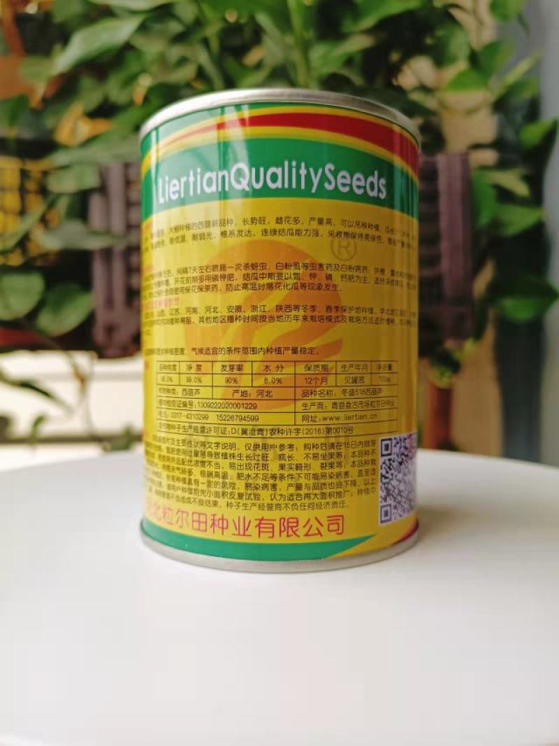 耐寒西葫芦油亮翠绿粒尔田冬盛518抗病耐寒