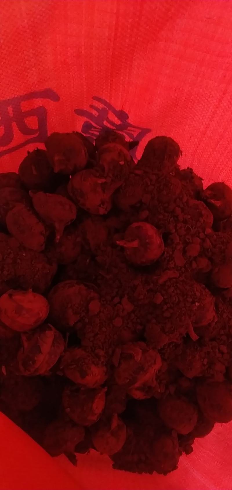产地直供马蹄