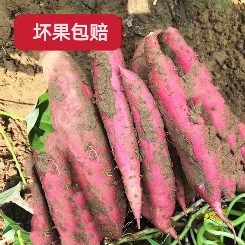 西瓜红山东红薯山岭地区口感蜜甜货量充足量大从优