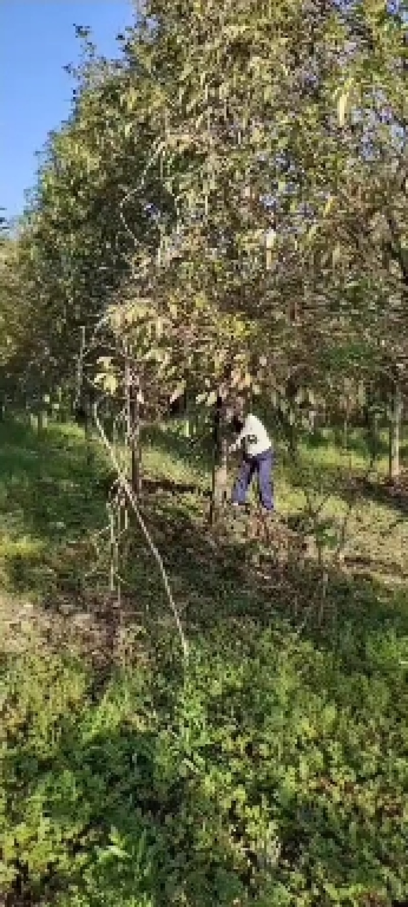 绿化苗木
