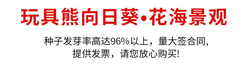玩具熊向日葵种子春季盆栽花卉种籽重瓣矮生四季花海景观植物