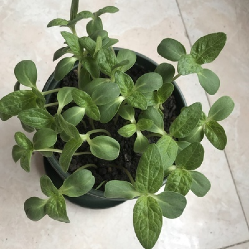 玩具熊向日葵种子春季盆栽花卉种籽重瓣矮生四季花海景观植物
