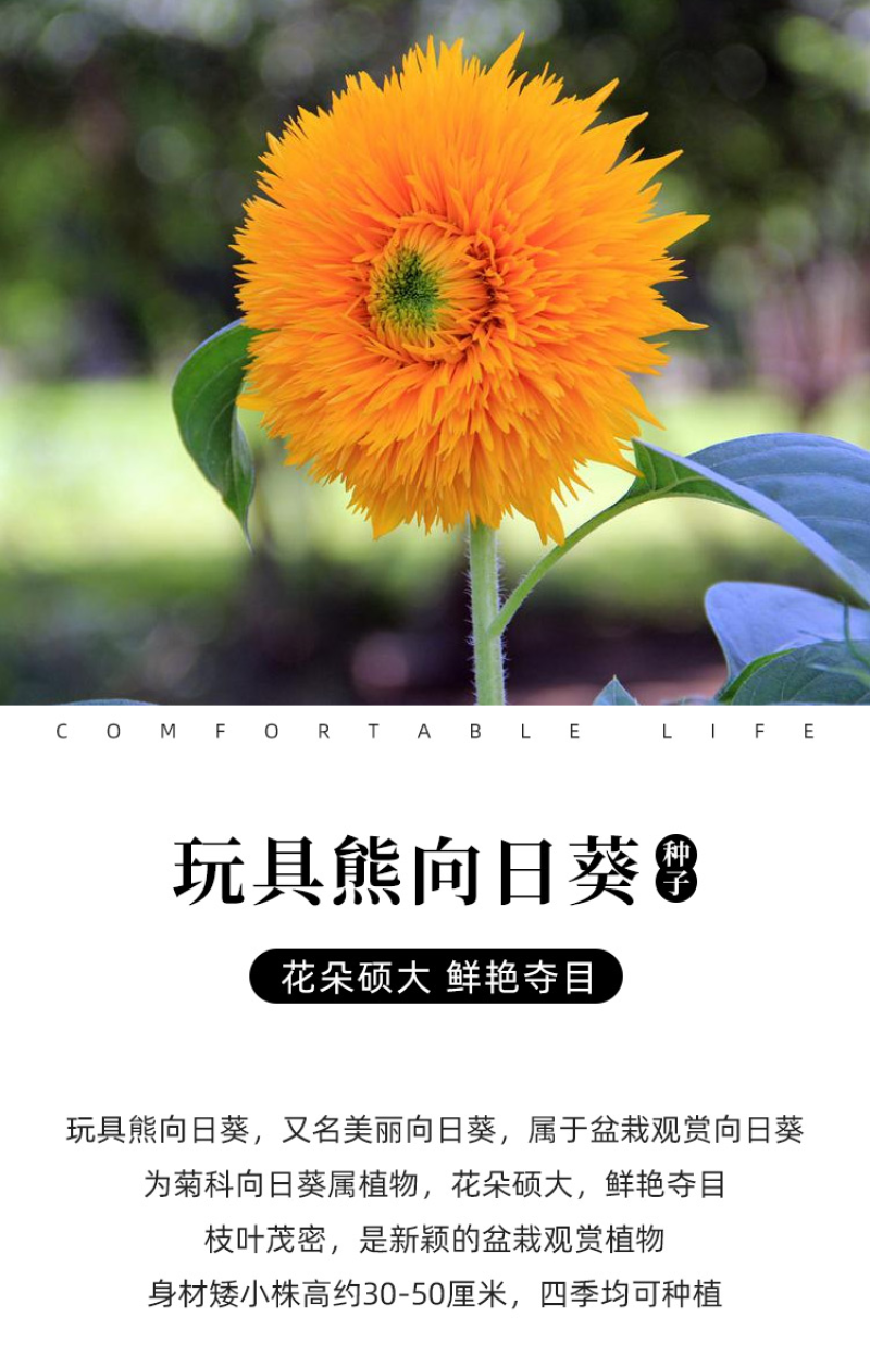 玩具熊向日葵种子春季盆栽花卉种籽重瓣矮生四季花海景观植物