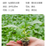 玩具熊向日葵种子春季盆栽花卉种籽重瓣矮生四季花海景观植物