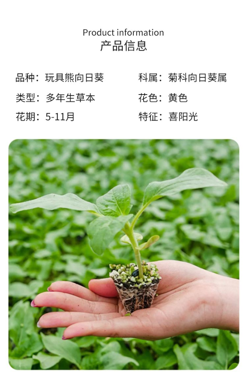 玩具熊向日葵种子春季盆栽花卉种籽重瓣矮生四季花海景观植物