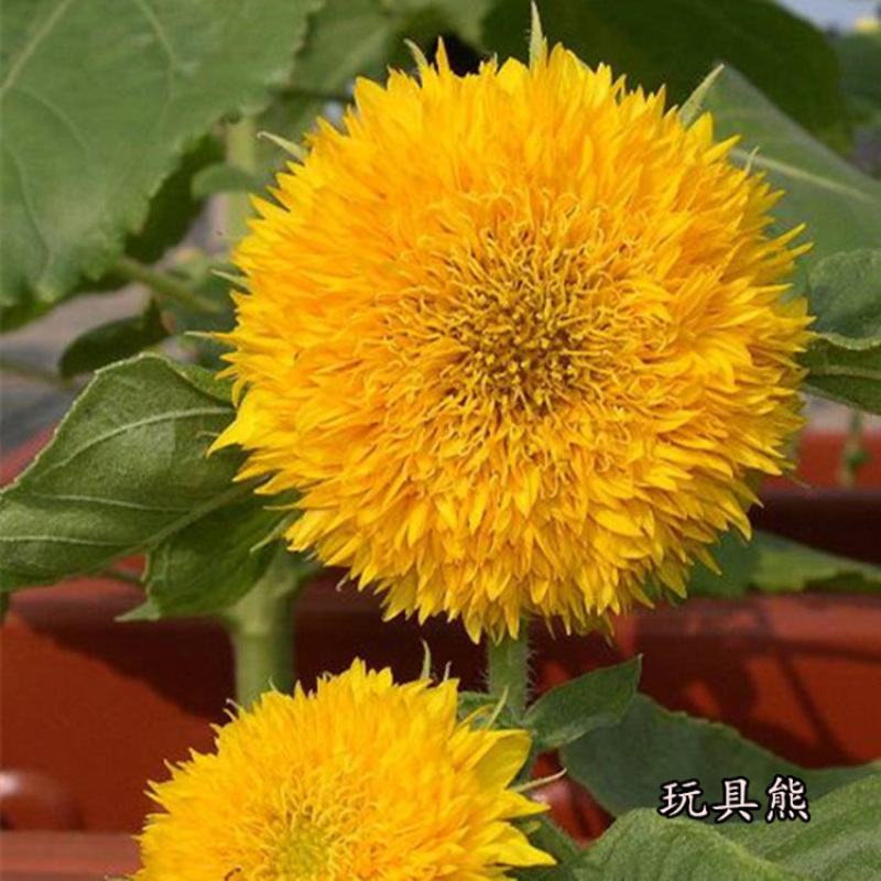 玩具熊向日葵种子春季盆栽花卉种籽重瓣矮生四季花海景观植物