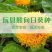 玩具熊向日葵种子春季盆栽花卉种籽重瓣矮生四季花海景观植物