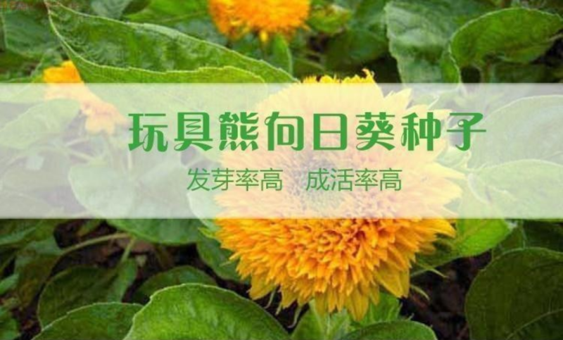 玩具熊向日葵种子春季盆栽花卉种籽重瓣矮生四季花海景观植物