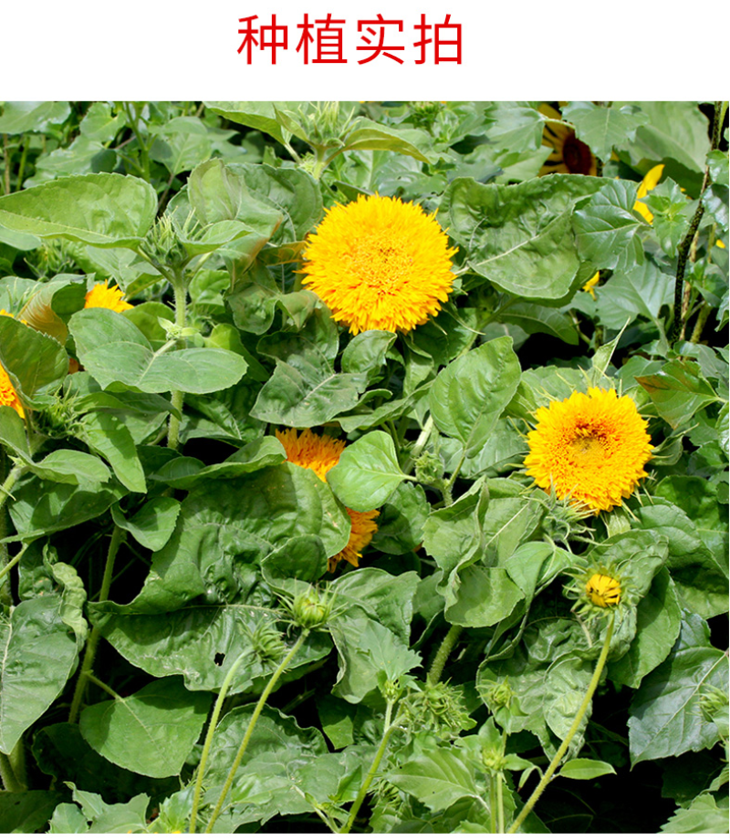玩具熊向日葵种子春季盆栽花卉种籽重瓣矮生四季花海景观植物