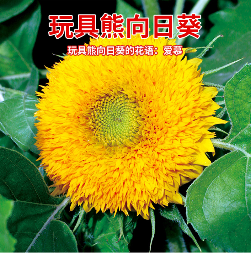 玩具熊向日葵种子春季盆栽花卉种籽重瓣矮生四季花海景观植物