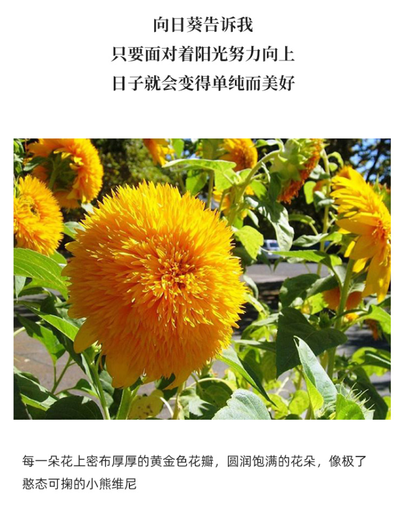 玩具熊向日葵种子春季盆栽花卉种籽重瓣矮生四季花海景观植物