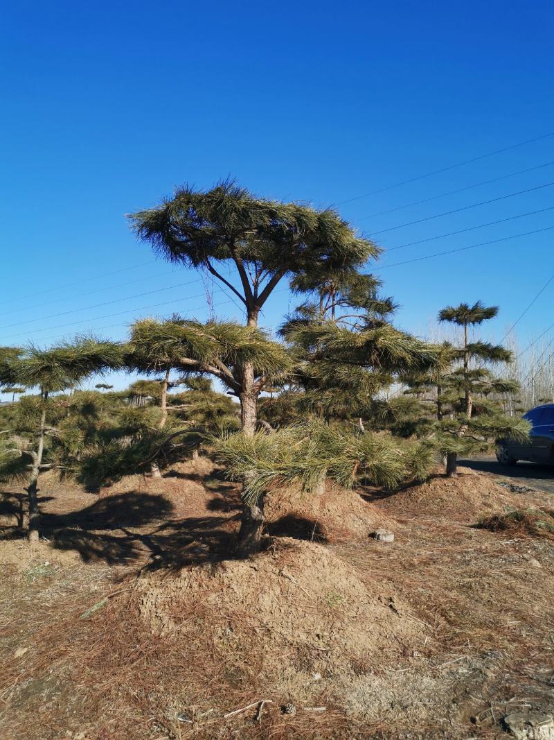 特价地径15造型油松景观松园林绿化小区公园绿化