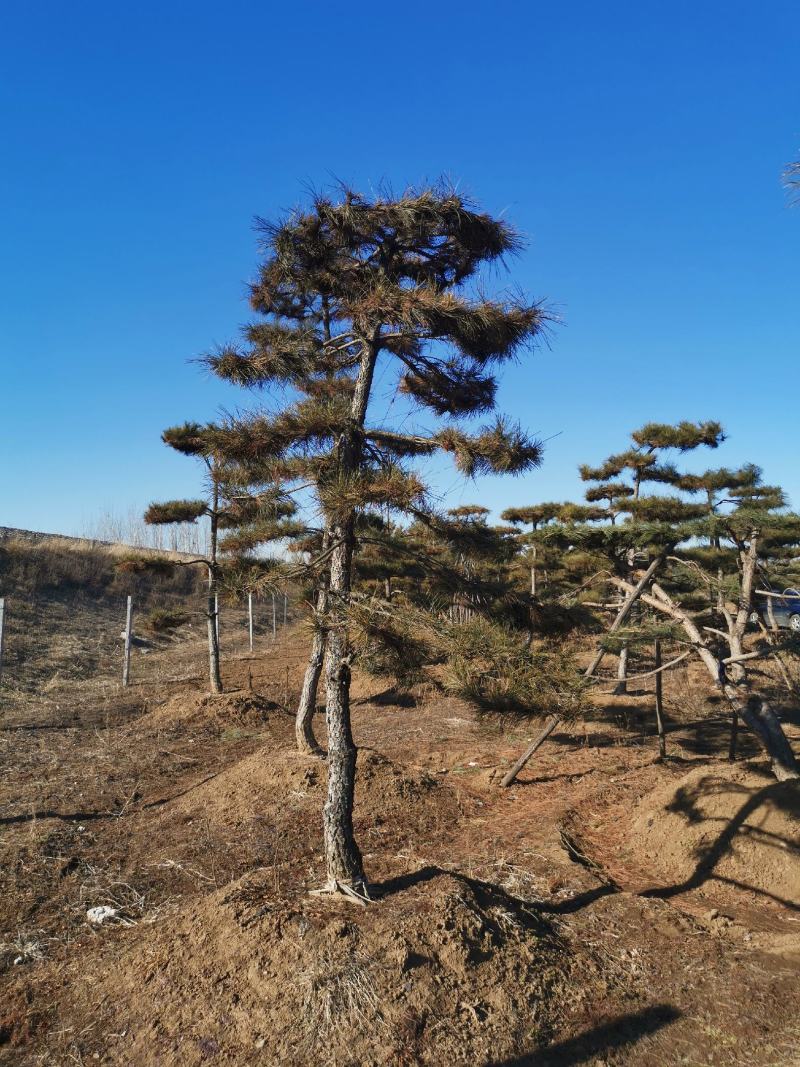 特价地径15造型油松景观松园林绿化小区公园绿化