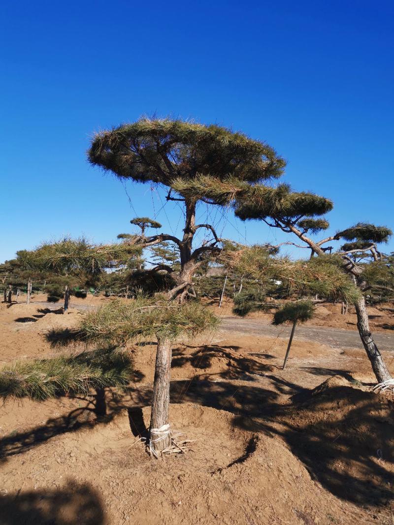 特价地径15造型油松景观松园林绿化小区公园绿化