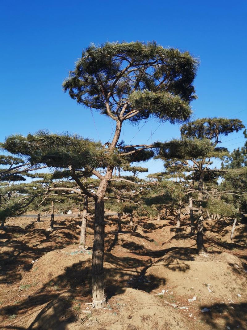 特价地径15造型油松景观松园林绿化小区公园绿化