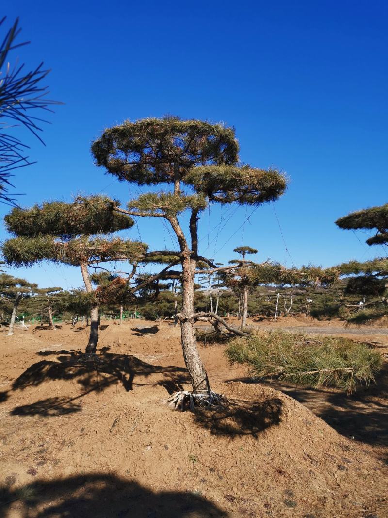 特价地径15造型油松景观松园林绿化小区公园绿化