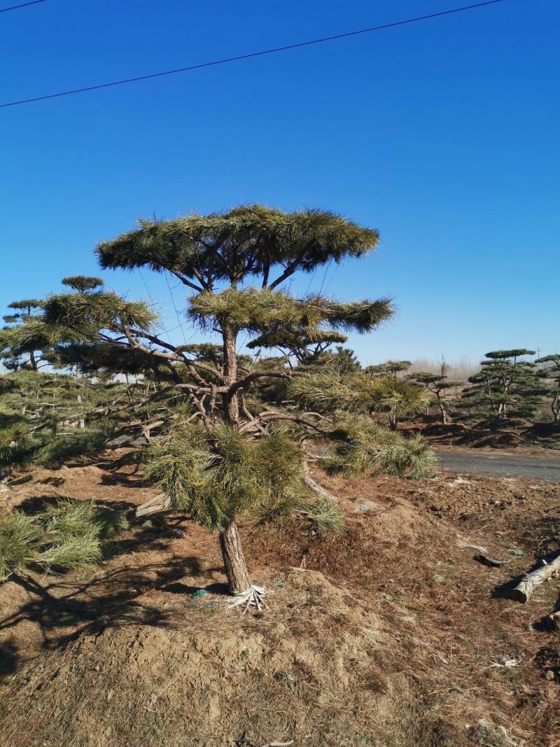 特价地径15造型油松景观松园林绿化小区公园绿化