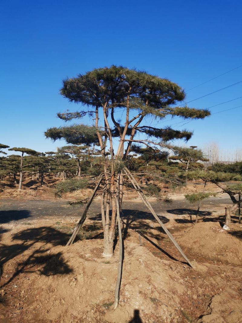 特价地径15造型油松景观松园林绿化小区公园绿化