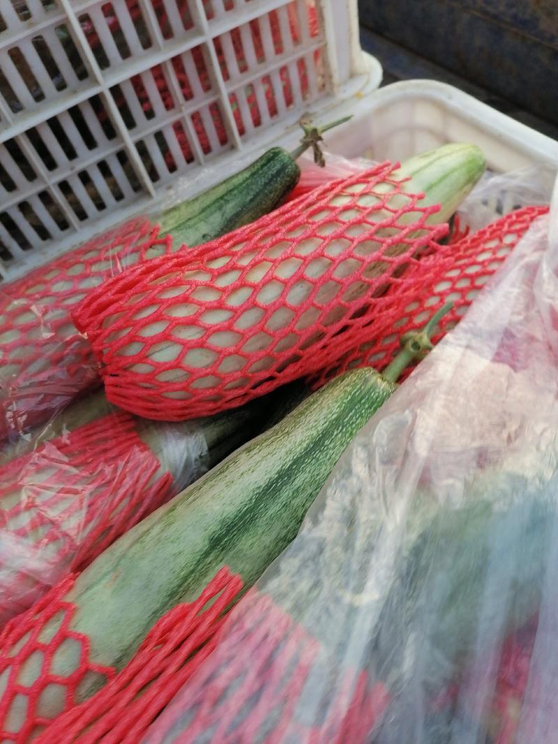 青州市羊角蜜博洋系列绿宝甜瓜上市