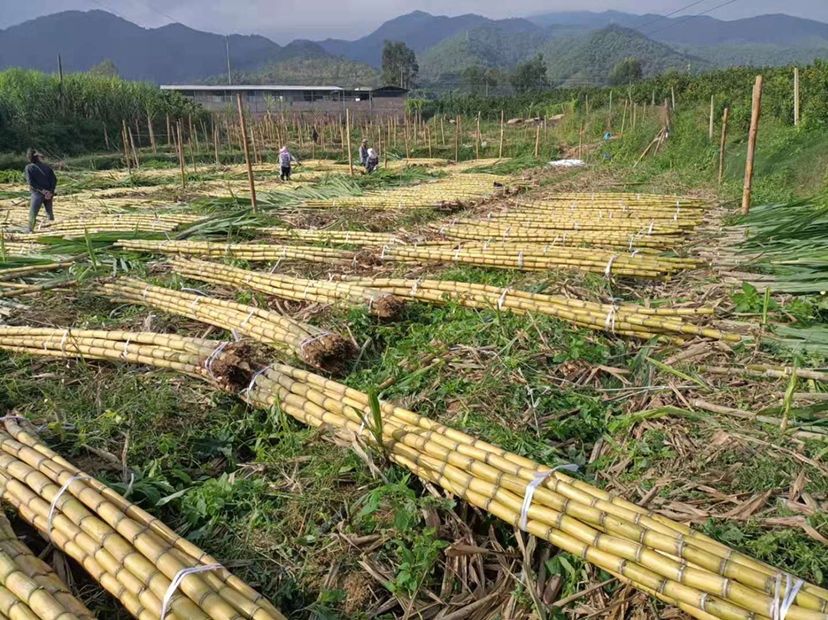 农户在田间收割成熟的黑皮甘蔗