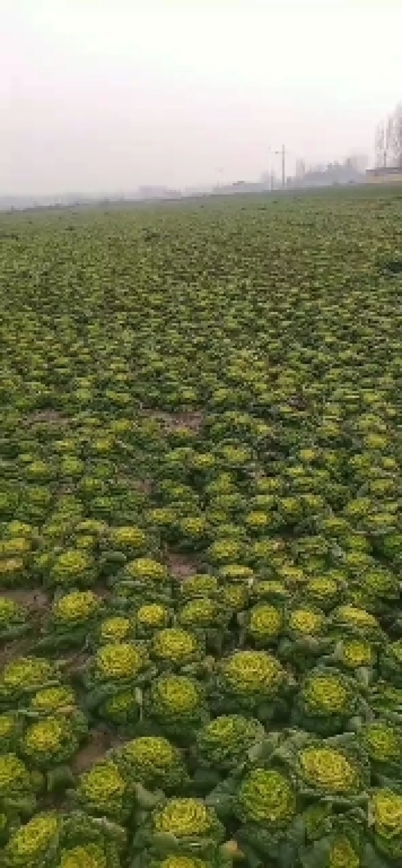 黄心菜【推荐】河南精品黄心菜基地现货实力代办可视频看货