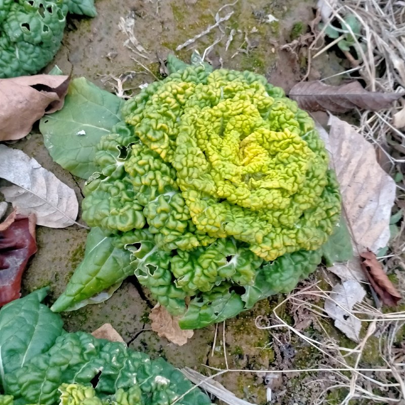 黄心菜【推荐】河南精品黄心菜基地现货实力代办可视频看货