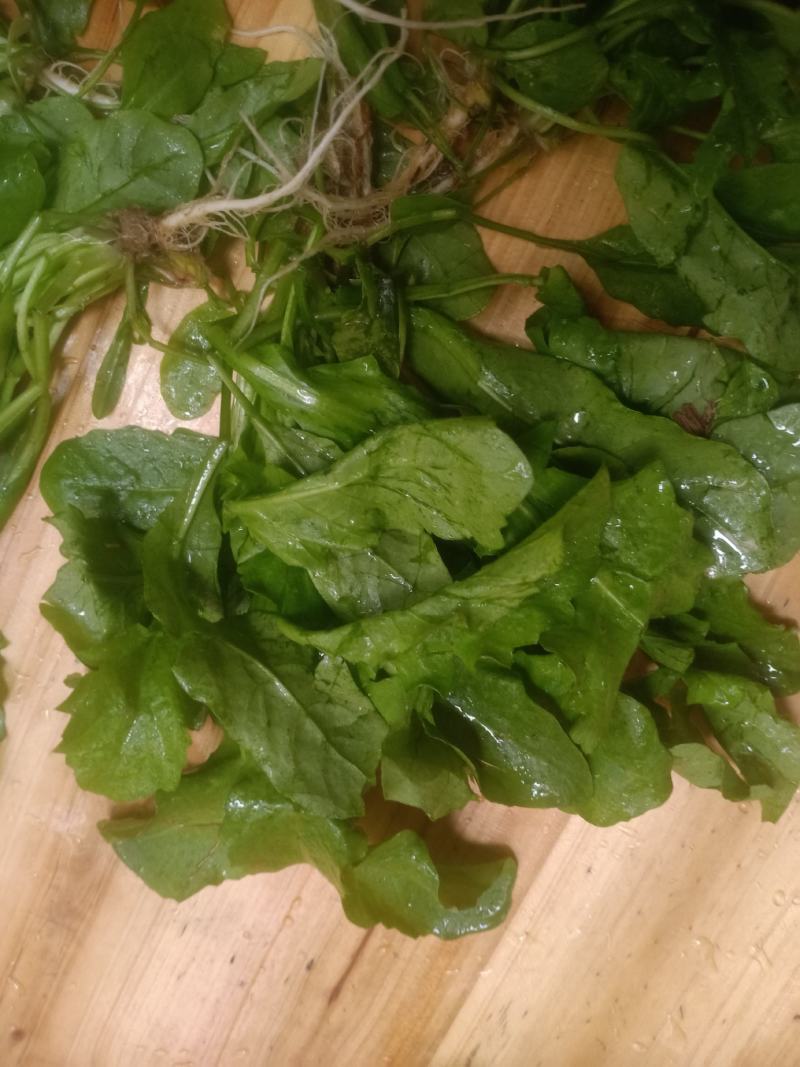 新鲜荠荠菜，刚刚上市。货源提前预定
