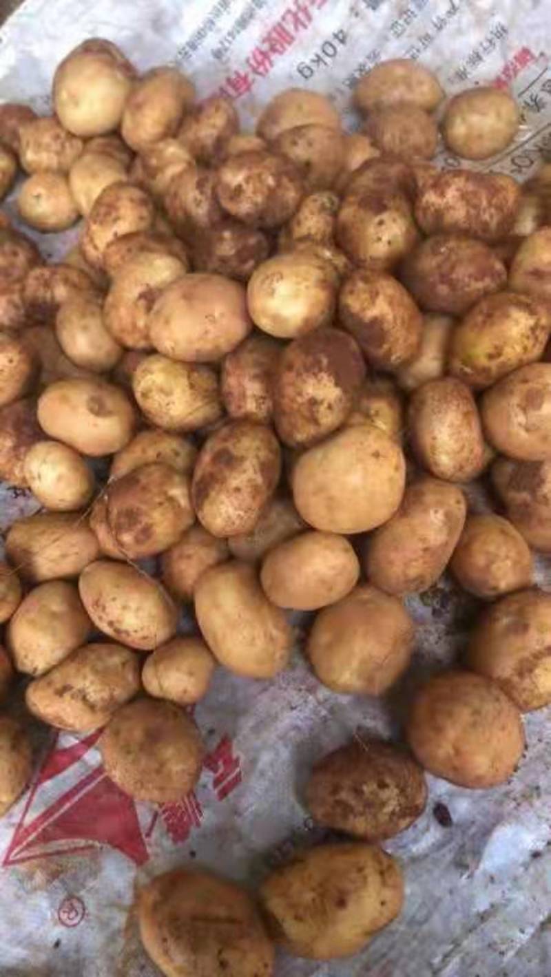 云南新货土豆丽薯6号上市还有30个挂。硬3俩起