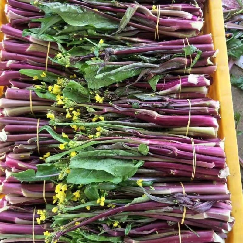 菜苔红菜苔白菜苔广东菜心上海青苔西兰苔万亩基地