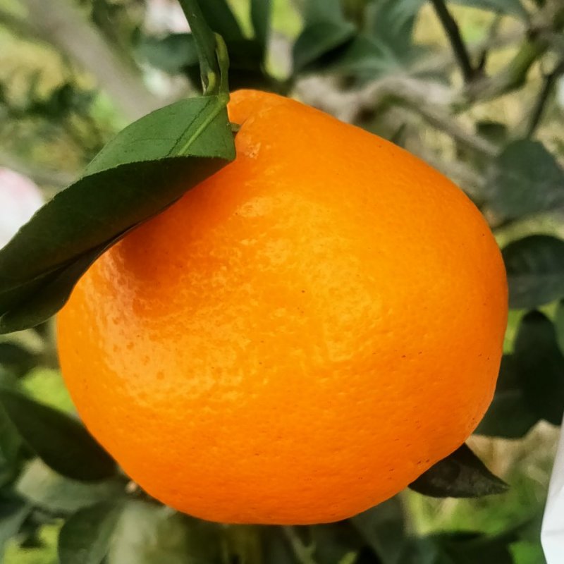 春见耙耙柑上市。几千万亩的大型基地。耙耙价格便宜质量好。