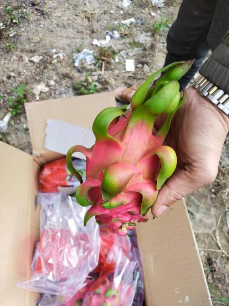 越南红心火龙果