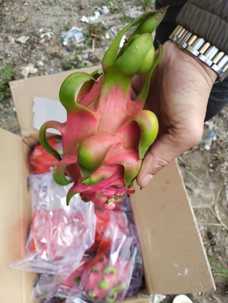 越南红心火龙果
