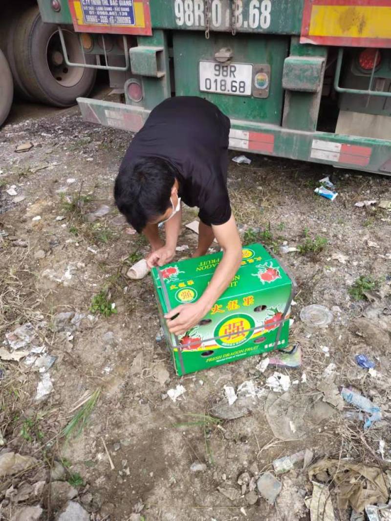 越南红心火龙果