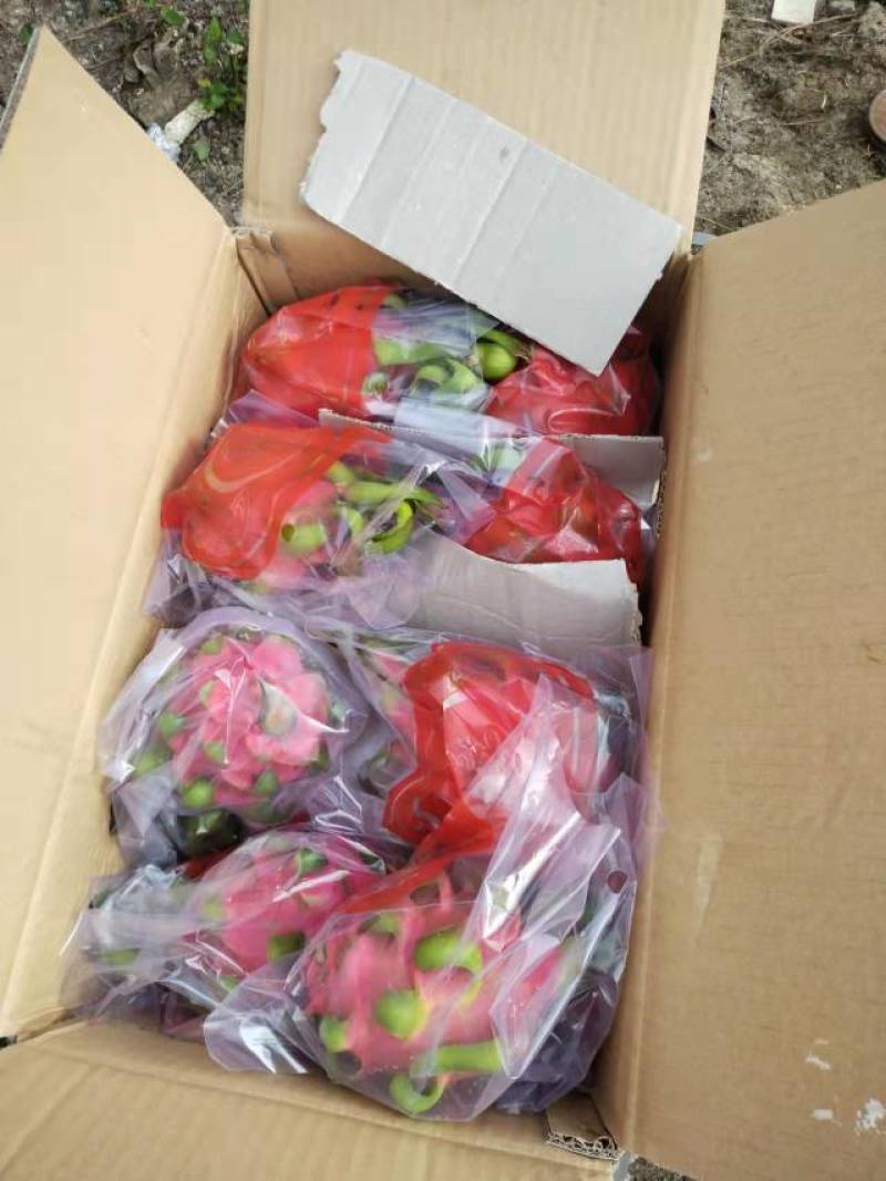 越南红心火龙果