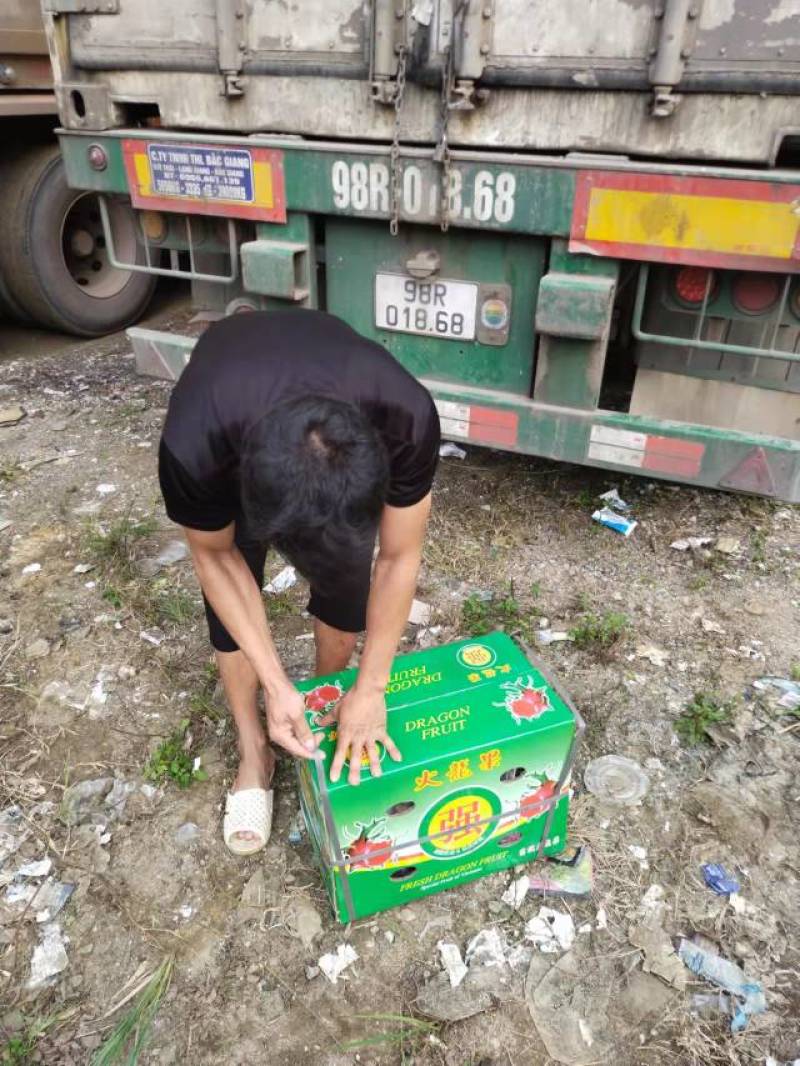 越南红心火龙果