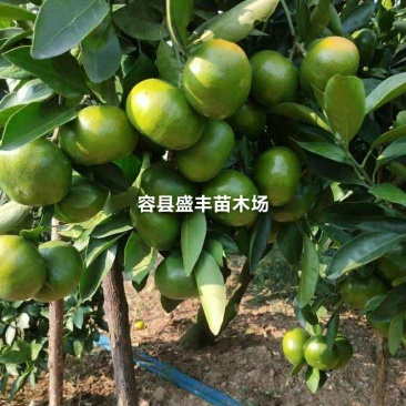 早熟温州柑嫁接苗早熟柑橘类8月中成熟广西发货包正宗