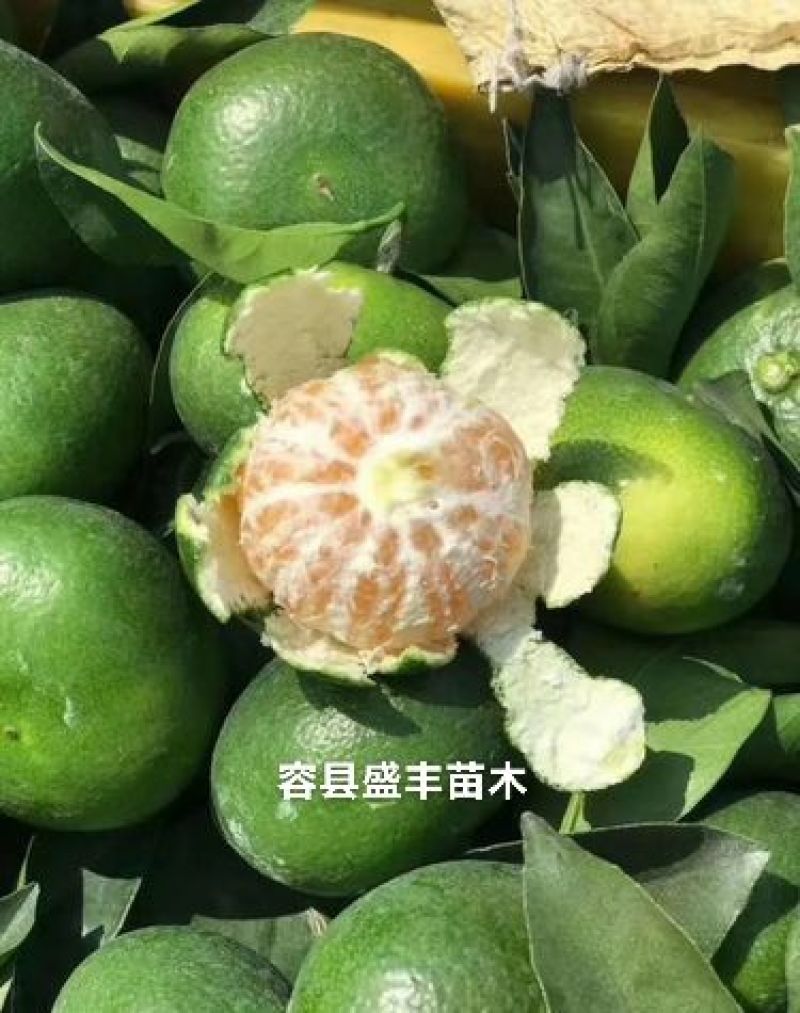 温州柑橘树苗嫁接苗枳壳根早熟柑广西发货包正宗