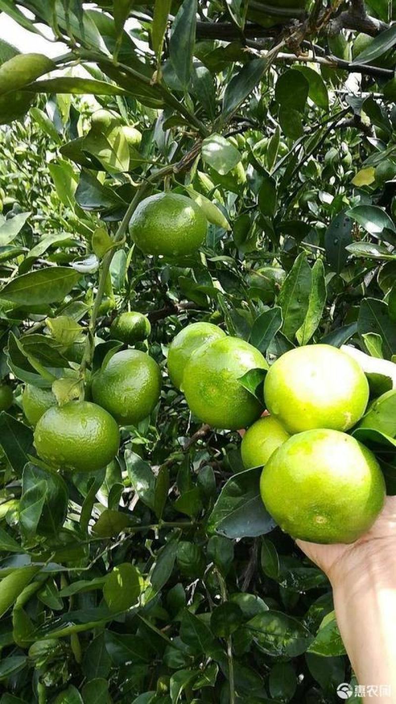 温州柑橘树苗嫁接苗枳壳根早熟柑广西发货包正宗