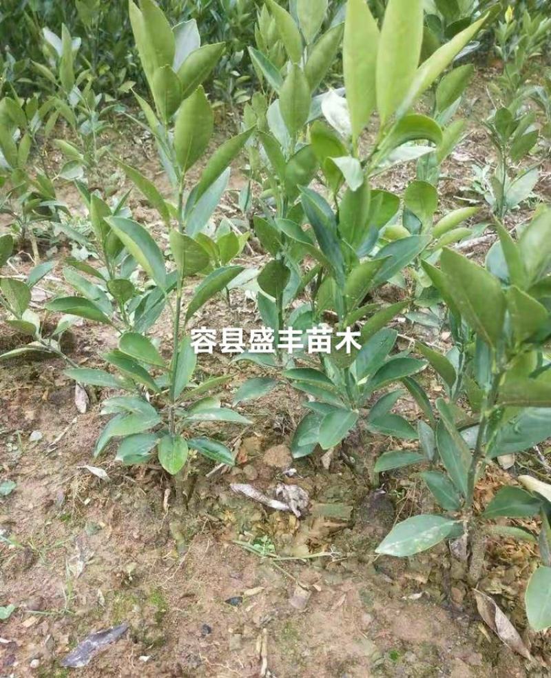 温州柑橘树苗嫁接苗枳壳根早熟柑广西发货包正宗
