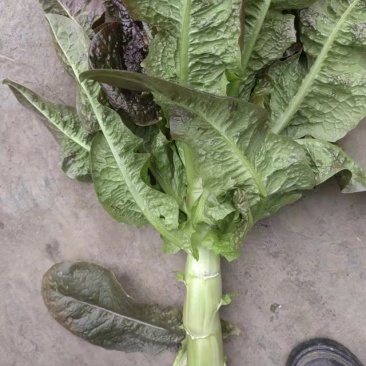 红莴笋圆叶的大量出货视频看货，直播装货直接打电话给我哦