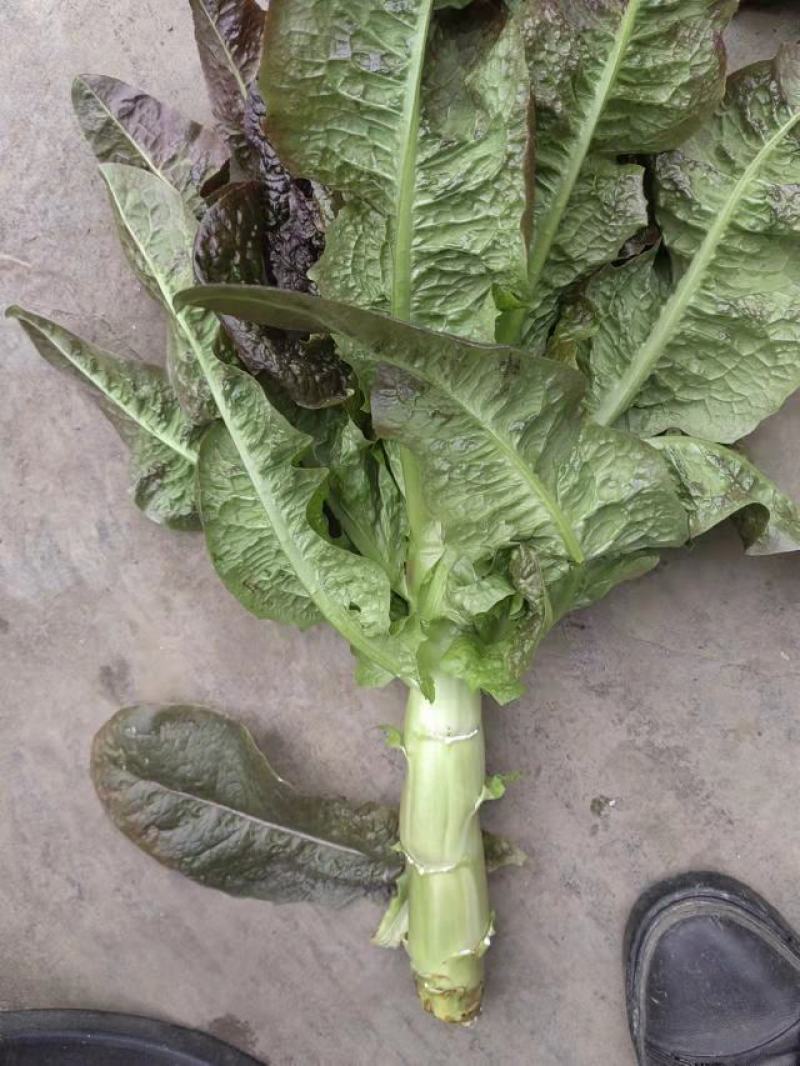 红莴笋圆叶的大量出货视频看货，直播装货直接打电话给我哦