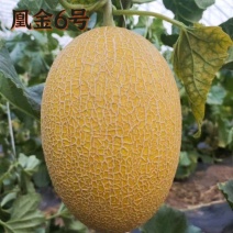 山东凤金6号黄网纹哈密瓜专业供应市场，电商，团购